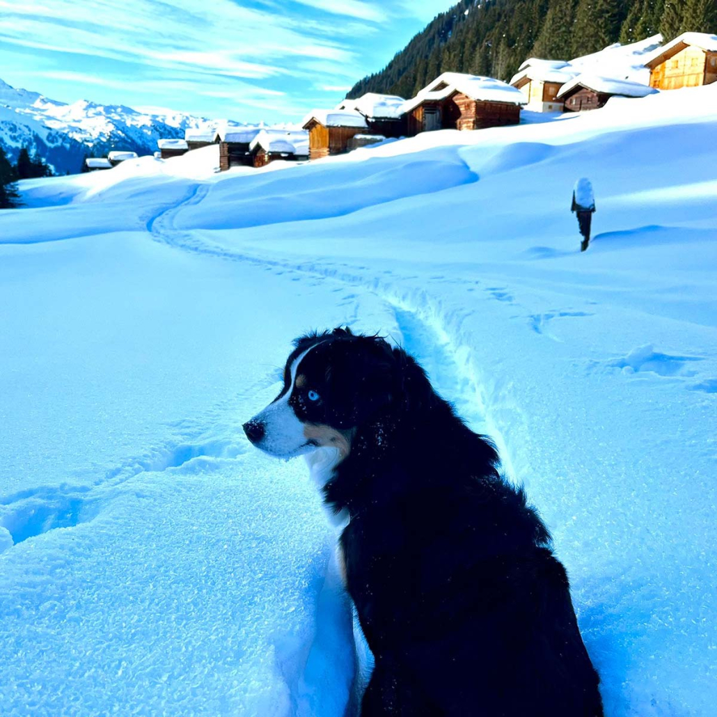 Urlaub mit Hund im Winter